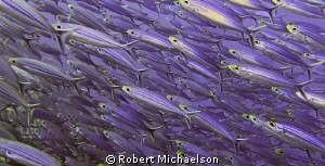 Schooling Boga at Andrea I Bonaire. Canon s95 with dual s... by Robert Michaelson 